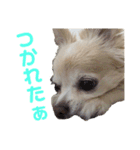 チワワ marine（個別スタンプ：14）
