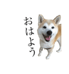 柴犬 ミキ（個別スタンプ：1）