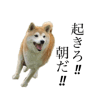 柴犬 ミキ（個別スタンプ：2）