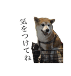 柴犬 ミキ（個別スタンプ：6）