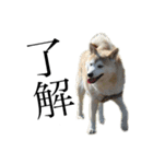 柴犬 ミキ（個別スタンプ：8）