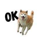 柴犬 ミキ（個別スタンプ：9）