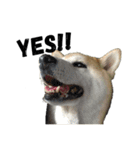 柴犬 ミキ（個別スタンプ：10）