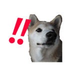 柴犬 ミキ（個別スタンプ：11）