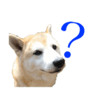 柴犬 ミキ（個別スタンプ：12）