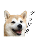 柴犬 ミキ（個別スタンプ：13）