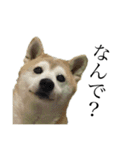 柴犬 ミキ（個別スタンプ：14）