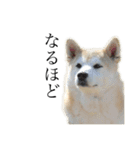 柴犬 ミキ（個別スタンプ：15）