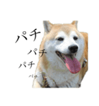 柴犬 ミキ（個別スタンプ：17）