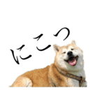 柴犬 ミキ（個別スタンプ：18）