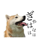 柴犬 ミキ（個別スタンプ：19）
