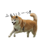 柴犬 ミキ（個別スタンプ：20）