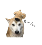 柴犬 ミキ（個別スタンプ：21）