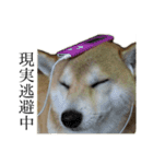 柴犬 ミキ（個別スタンプ：23）