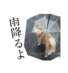 柴犬 ミキ（個別スタンプ：24）