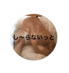 ゆめこ  時々サク☀️（個別スタンプ：2）