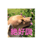 ゆめこ  時々サク☀️（個別スタンプ：11）