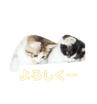 むーひよ（個別スタンプ：24）