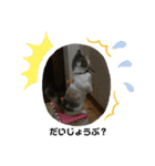 すずなにゃんスタンプ（個別スタンプ：22）
