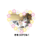 すずなにゃんスタンプ（個別スタンプ：38）