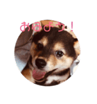 柴犬の伊奈丸くん（個別スタンプ：1）