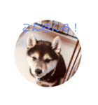 柴犬の伊奈丸くん（個別スタンプ：2）