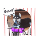 柴犬の伊奈丸くん（個別スタンプ：5）