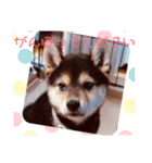 柴犬の伊奈丸くん（個別スタンプ：6）