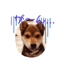 柴犬の伊奈丸くん（個別スタンプ：7）