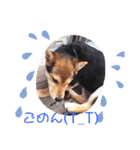 柴犬の伊奈丸くん（個別スタンプ：8）