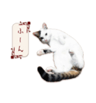 猫写真スタンプ " 菜々 "（個別スタンプ：9）