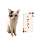 猫写真スタンプ " 菜々 "（個別スタンプ：10）