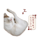 猫写真スタンプ " 菜々 "（個別スタンプ：15）