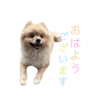 くまとらぽん♡（個別スタンプ：2）