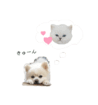 くまとらぽん♡（個別スタンプ：4）