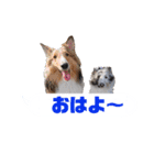シェルティ ラムとパールの日常③（個別スタンプ：1）