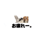 シェルティ ラムとパールの日常③（個別スタンプ：2）