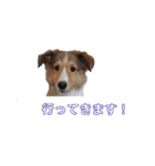 シェルティ ラムとパールの日常③（個別スタンプ：5）