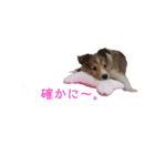シェルティ ラムとパールの日常③（個別スタンプ：6）