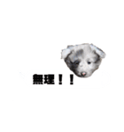 シェルティ ラムとパールの日常③（個別スタンプ：7）