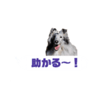 シェルティ ラムとパールの日常③（個別スタンプ：8）