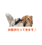 シェルティ ラムとパールの日常③（個別スタンプ：9）