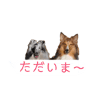 シェルティ ラムとパールの日常③（個別スタンプ：10）