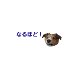 シェルティ ラムとパールの日常③（個別スタンプ：12）