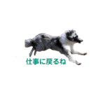 シェルティ ラムとパールの日常③（個別スタンプ：13）