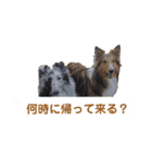 シェルティ ラムとパールの日常③（個別スタンプ：14）