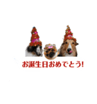 シェルティ ラムとパールの日常③（個別スタンプ：15）