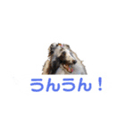 シェルティ ラムとパールの日常③（個別スタンプ：16）