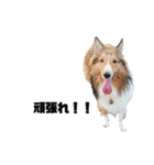 シェルティ ラムとパールの日常③（個別スタンプ：18）