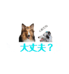 シェルティ ラムとパールの日常③（個別スタンプ：19）